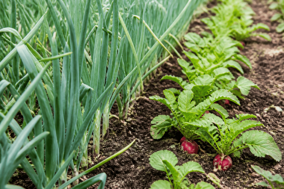 Potager avec poireaux longs et radis rapides côte à côte