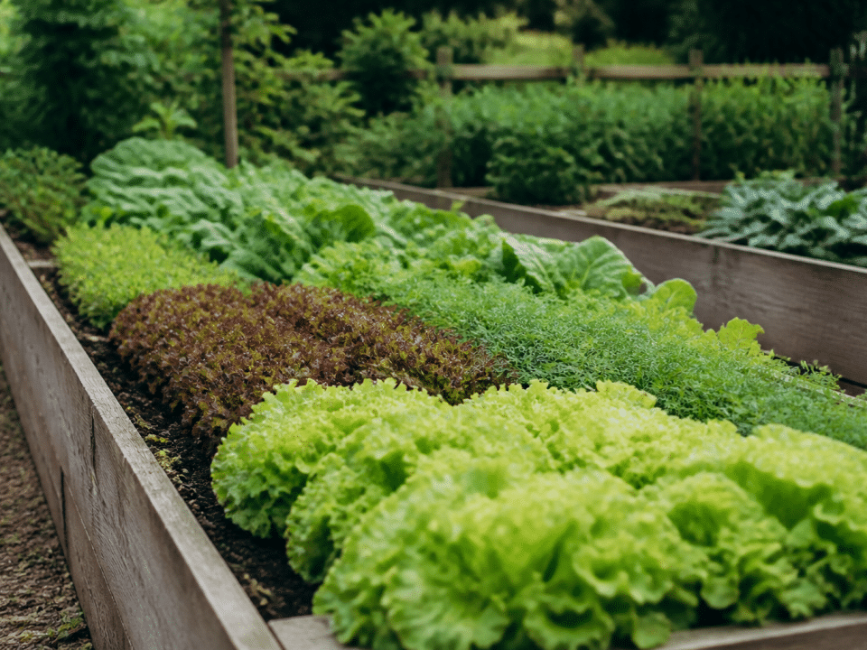 Rangees de legumes alignees dans jardin sureleve