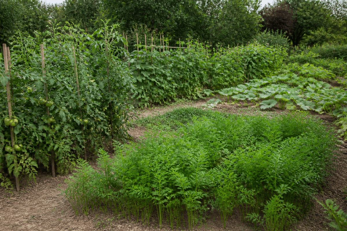 Potager avec tomates, carottes et légumineuses plantés en zones