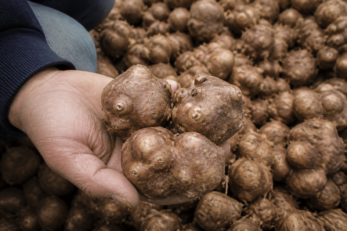 Tubercules bruns fermes avec peau lisse et tendue